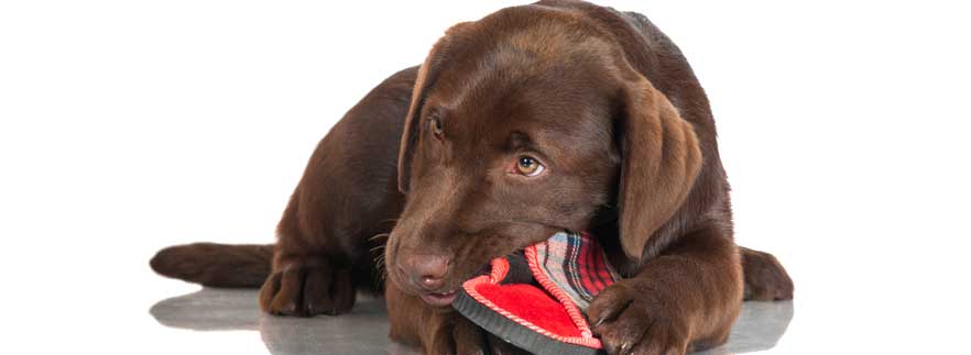 A free puppy may be more than you bargained for A free puppy may be more than you bargained for